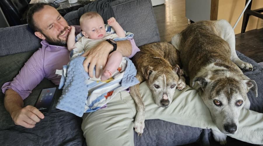 A father resting on the couch with his baby asleep on his chest and two old dogs leaning against him